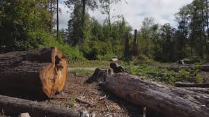 Best Root Management and Removal  in Menands, NY