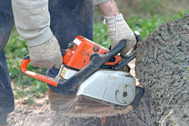 Best Tree and Shrub Care  in Menands, NY