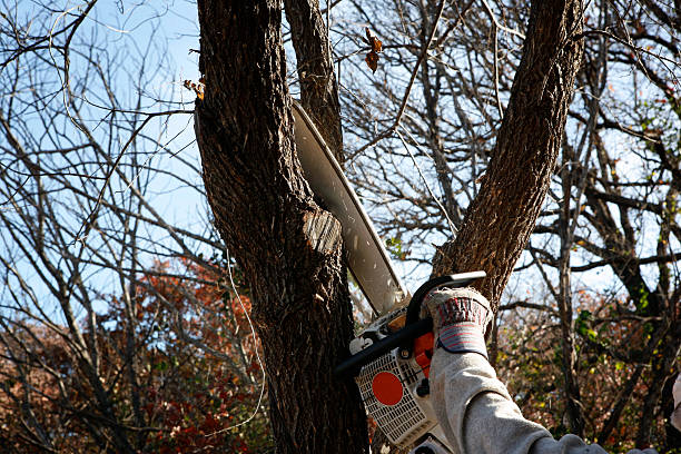 Best Tree Disease Treatment  in Menands, NY