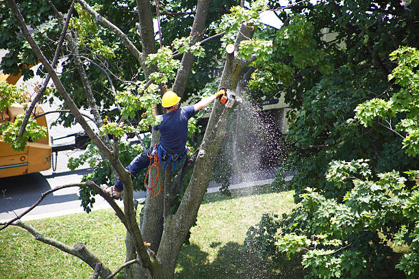 Best Aeration Services  in Menands, NY