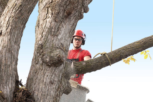 Best Lawn Maintenance Plans  in Menands, NY